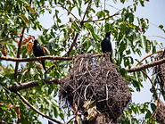 35 Birds and nest
