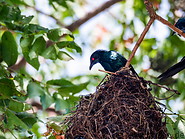 36 Bird nest