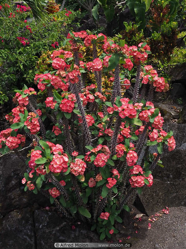 28 Crown of thorns red flowers