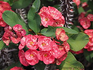 29 Crown of thorns red flowers