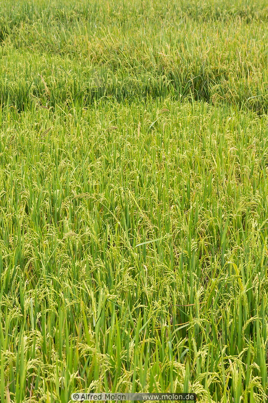 07 Rice plants