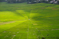 22 Spiderweb rice field