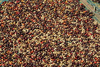 34 Coffee beans drying in the sun