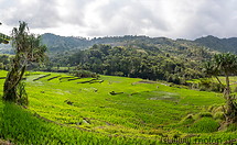 36 Terraced rice paddies