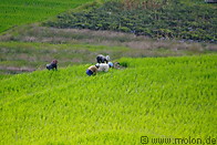 38 Terraced rice fields