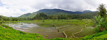 40 Terraced paddy fields