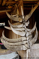 07 Buffalo horns