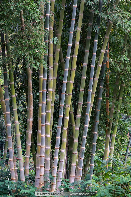 03 Bamboo