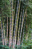 03 Bamboo