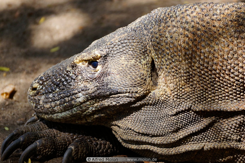 16 Komodo dragon head