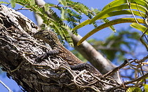 14 Baby Komodo dragon