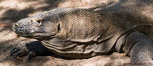 Komodo national park photo gallery  - 85 pictures of Komodo national park