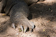 18 Komodo dragon foot and claws