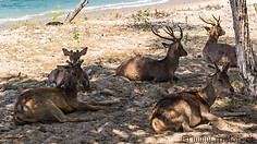 24 Deer resting on beach