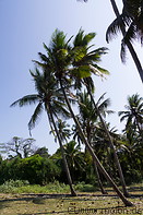 20 Palm trees in Kerewei beach