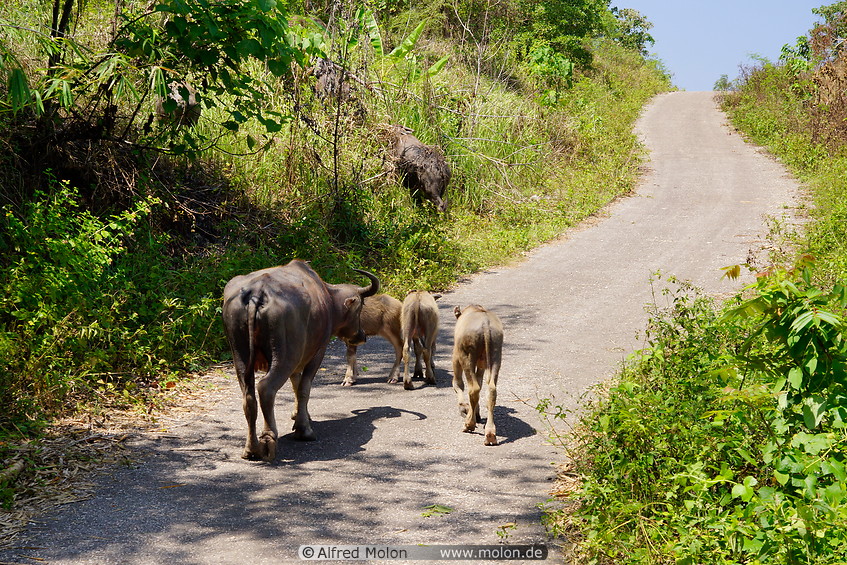 15 Water buffaloes on road