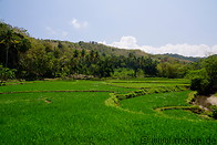 20 Rice paddy