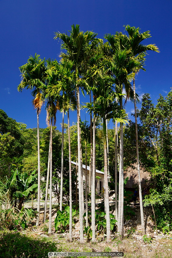 07 Sugar palm trees