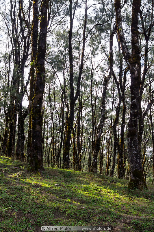 25 Casuarina tree forest