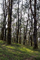 25 Casuarina tree forest