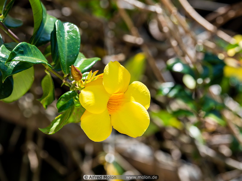 09 Yellow flower