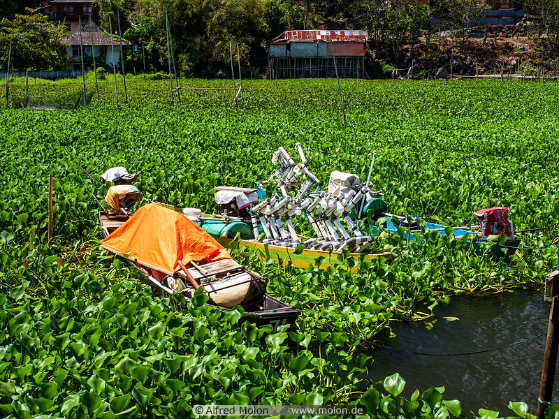 29 Water hyacinth in Lake Tondano