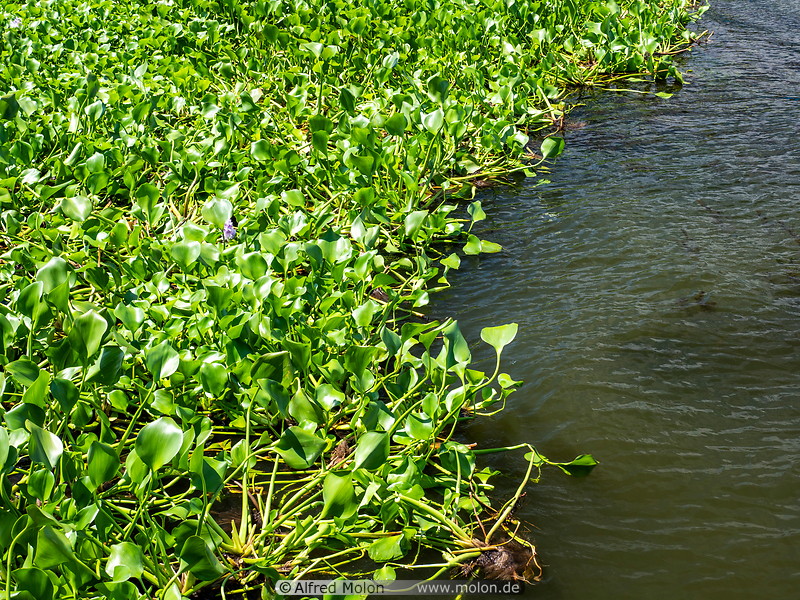 30 Water hyacinth in Lake Tondano
