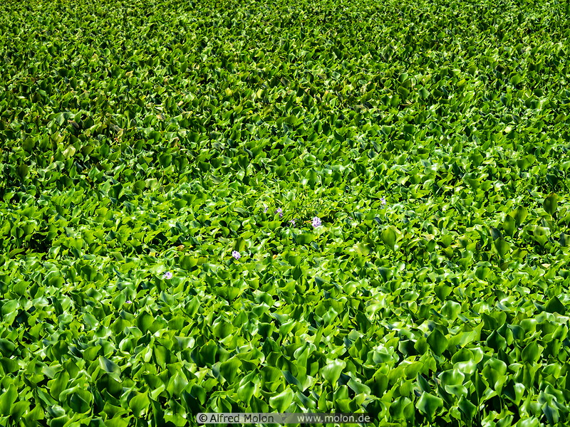 31 Water hyacinth in Lake Tondano