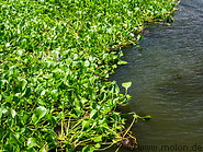 30 Water hyacinth in Lake Tondano