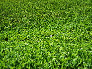 31 Water hyacinth in Lake Tondano
