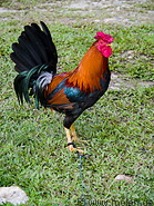 19 Cock