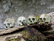 32 Human skulls