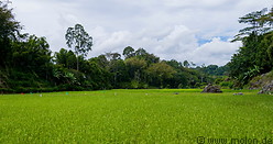 13 Rice field