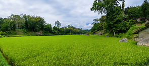 16 Rice fields