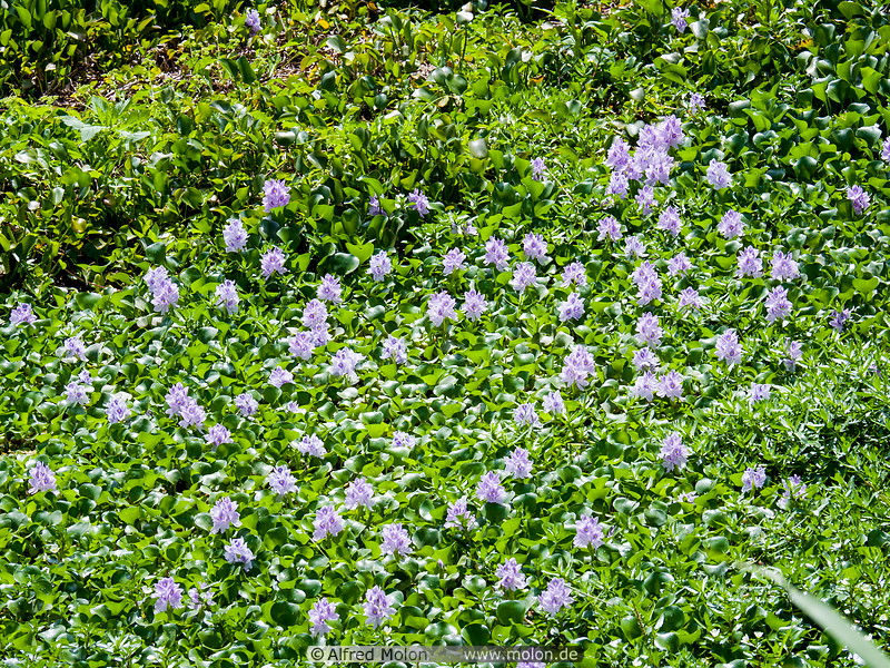 10 Water hyacinths