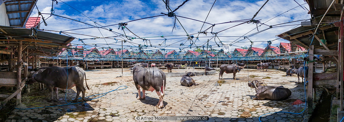 11 Bolu cattle market