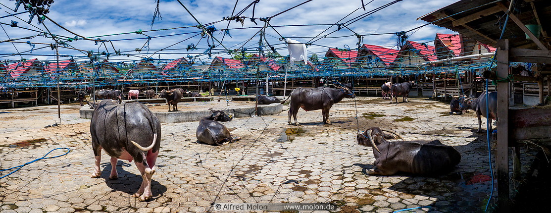 12 Bolu cattle market