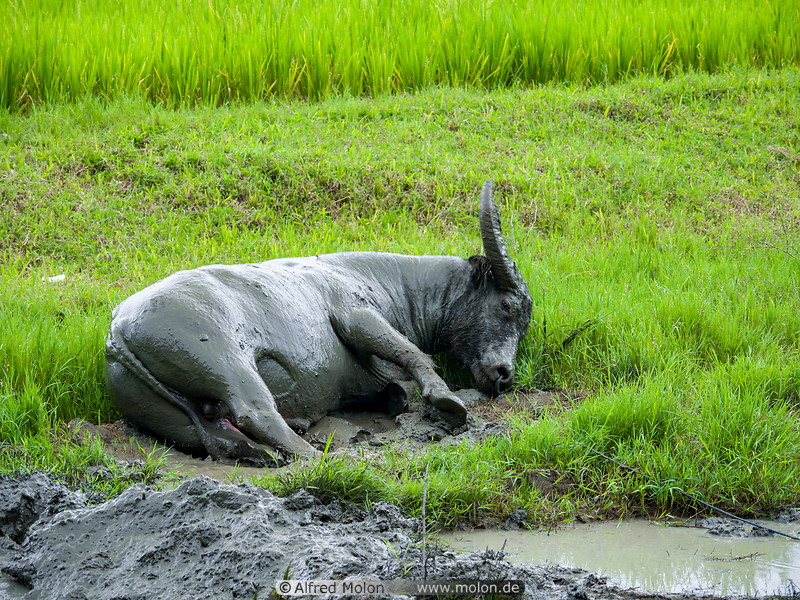 21 Water buffalo mud bath
