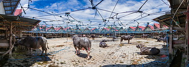 11 Bolu cattle market