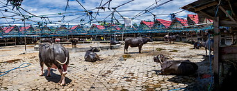 12 Bolu cattle market