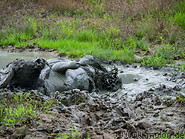 18 Water buffalo mud bath