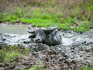 20 Water buffalo mud bath