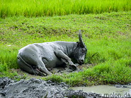 21 Water buffalo mud bath