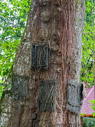 10 Kambira baby graves in tree