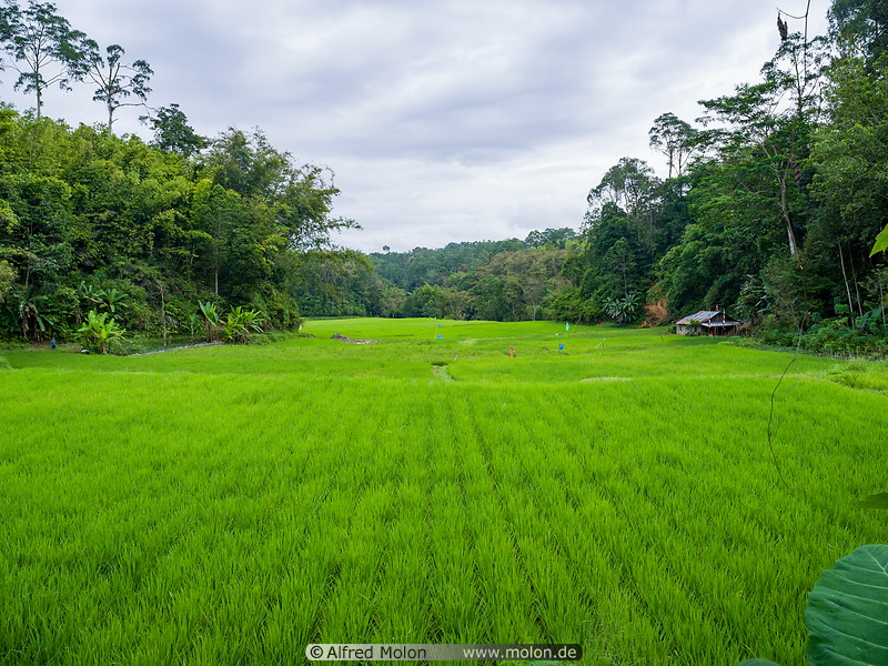 01 Rice paddies