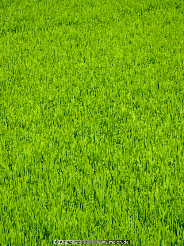 05 Rice plants