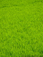 05 Rice plants