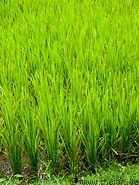 11 Rice plants