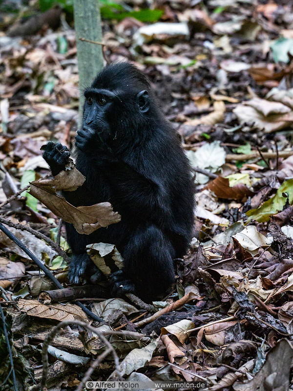12 Celebes crested macaque