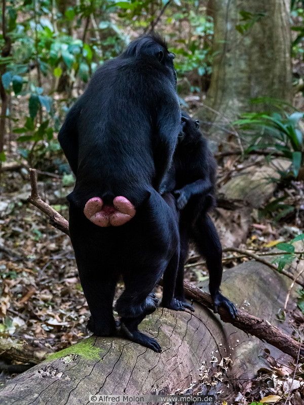13 Celebes crested macaques mating